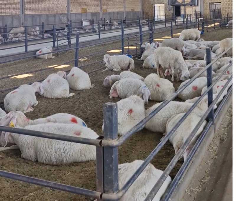 هوشمند سازی دامداری